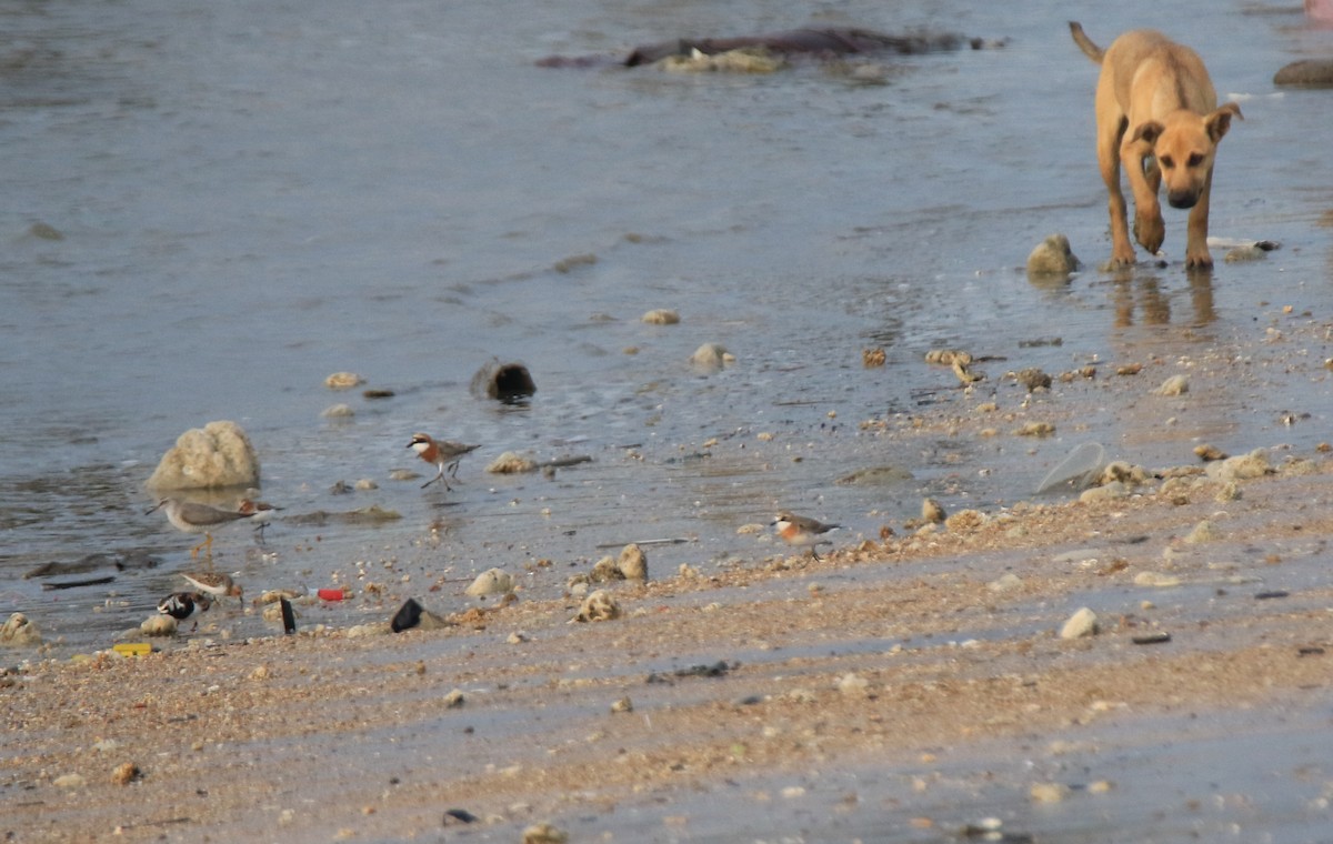 Siberian/Tibetan Sand-Plover - Allen Lyu