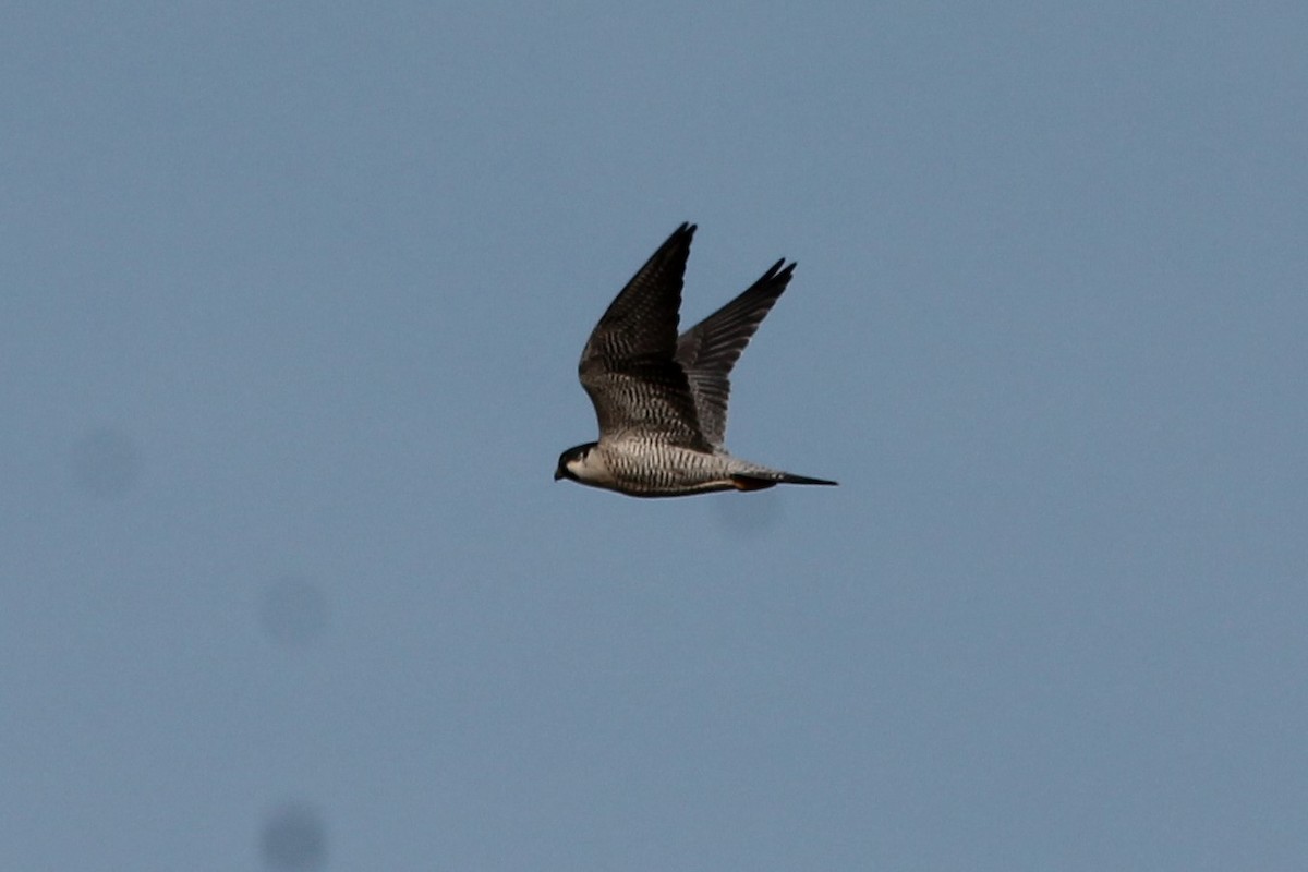Peregrine Falcon - ML79021731