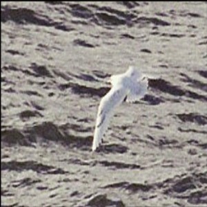 Ivory Gull - ML79022091