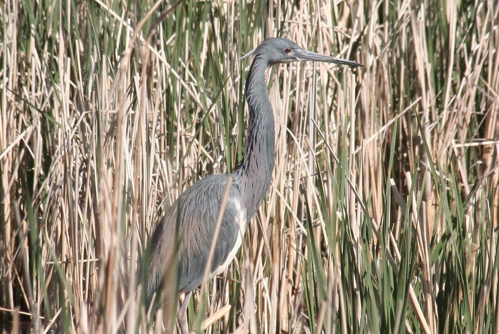 Tricolored Heron - ML79022621