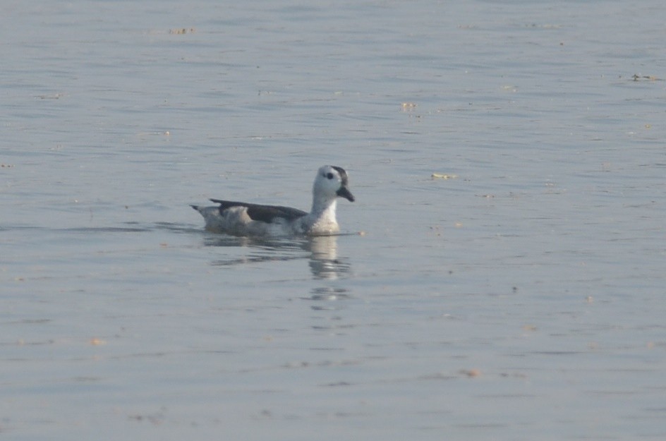 Cotton Pygmy-Goose - ML79023821