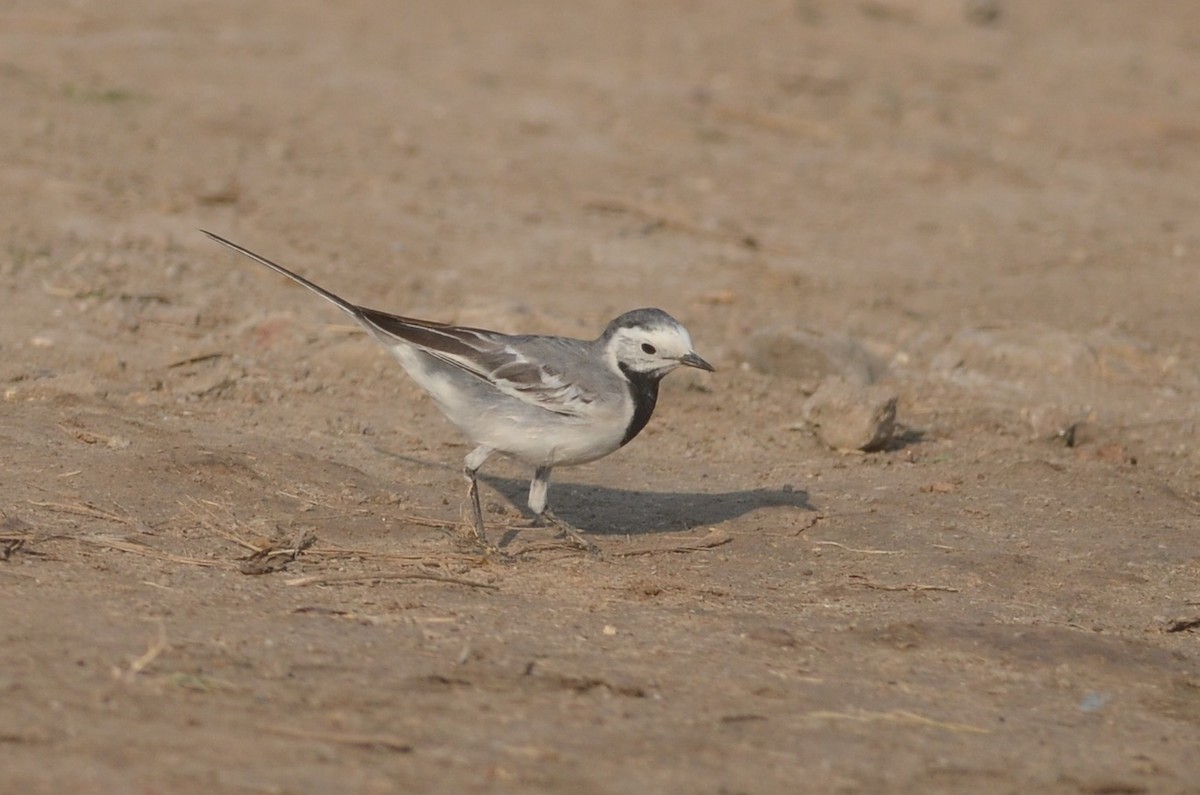 White Wagtail - ML79023871