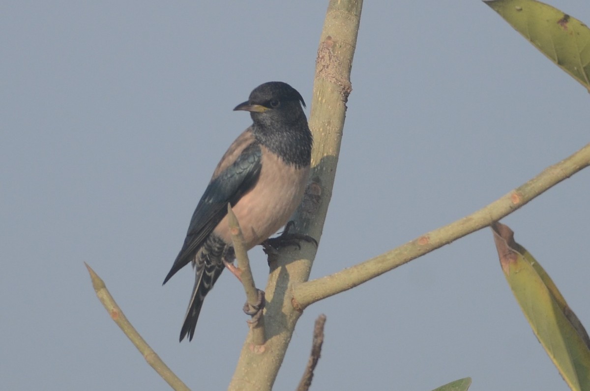 Rosy Starling - Chirag Munje