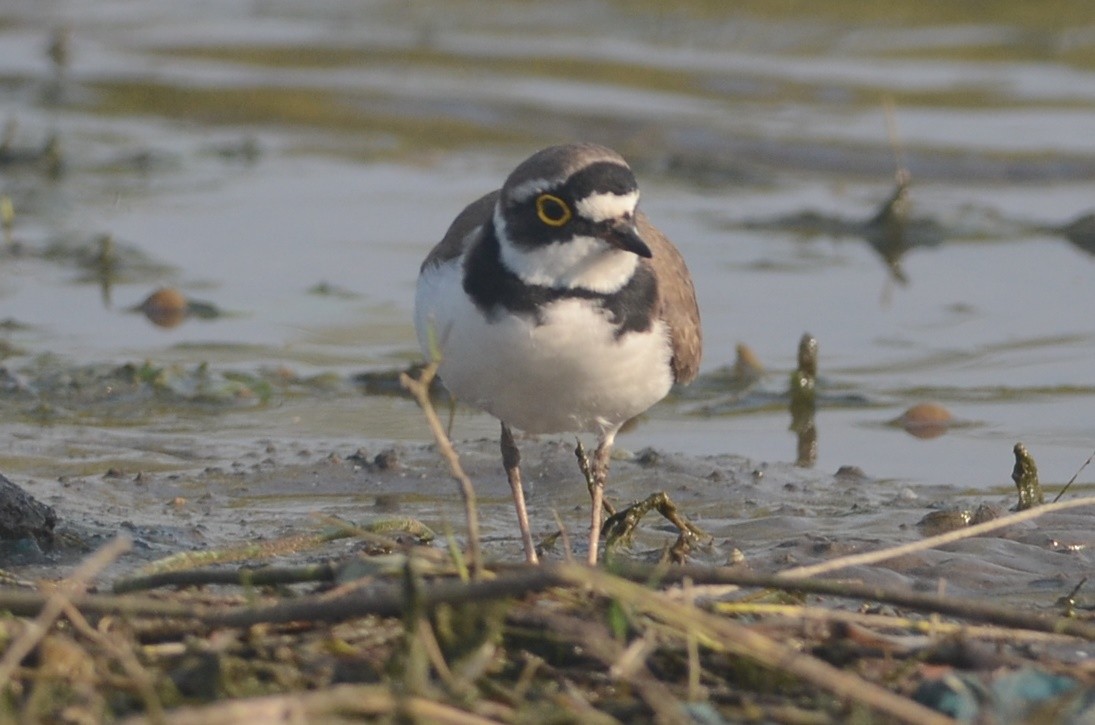 Little Ringed Plover - ML79023891