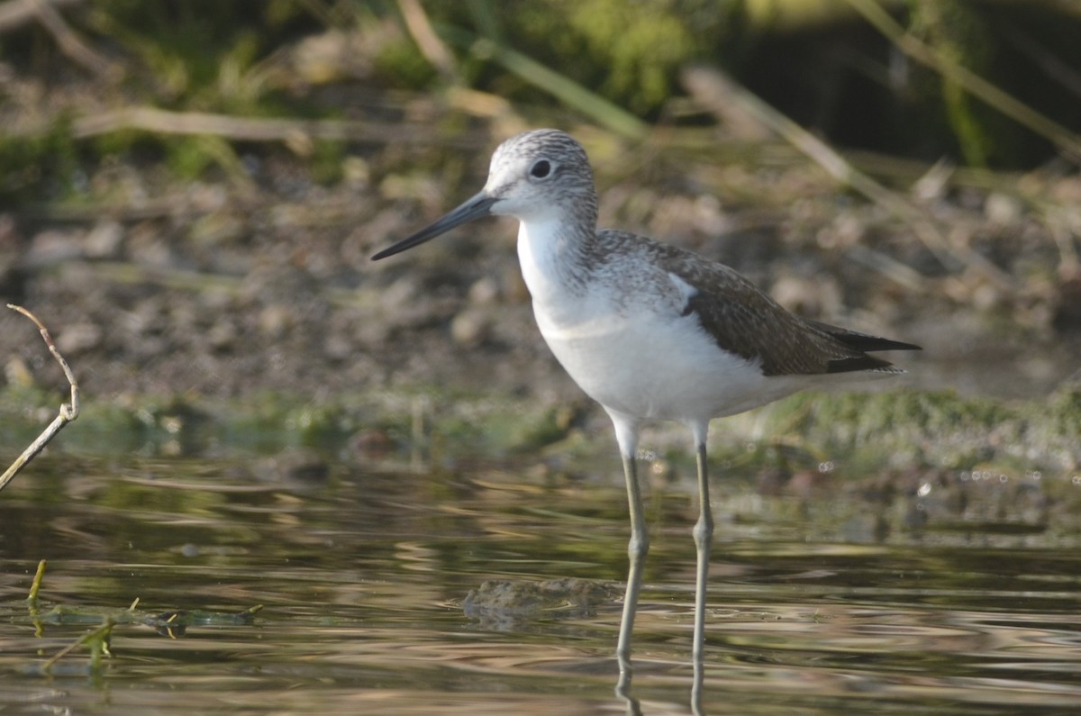 Common Greenshank - ML79023931