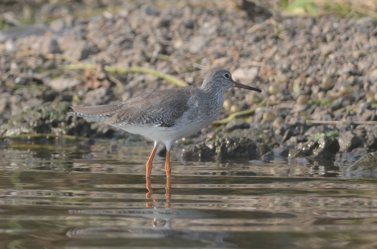 Common Redshank - ML79023971