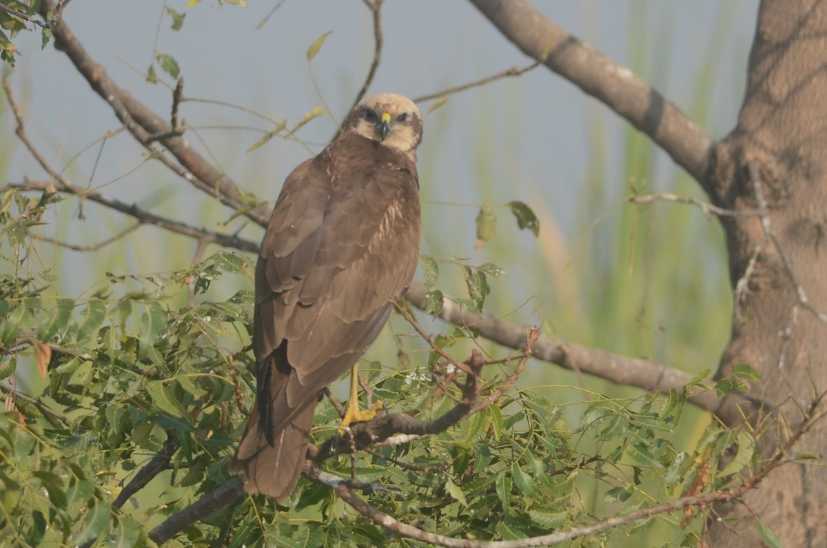 Western Marsh Harrier - ML79024021