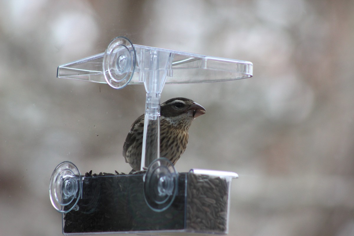 Rose-breasted Grosbeak - ML79024871