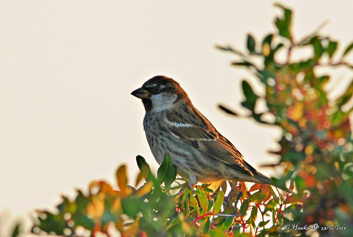 Spanish Sparrow - ML79025081