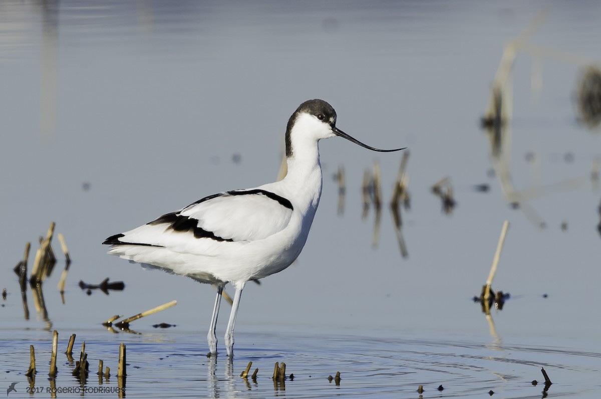 Pied Avocet - Rogério Rodrigues
