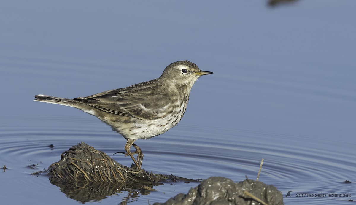Water Pipit - Rogério Rodrigues