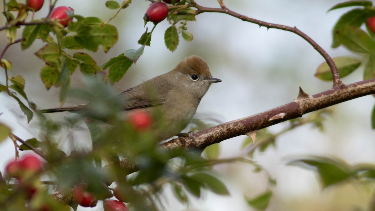 Eurasian Blackcap - Erik Nielsen