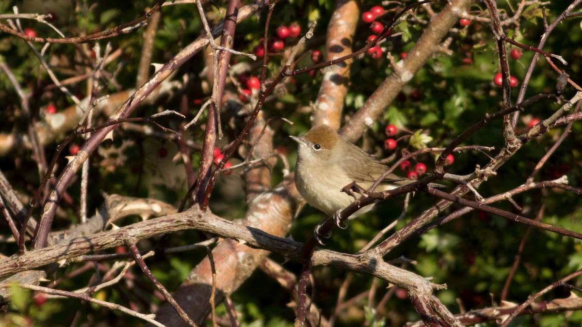 Eurasian Blackcap - Erik Nielsen