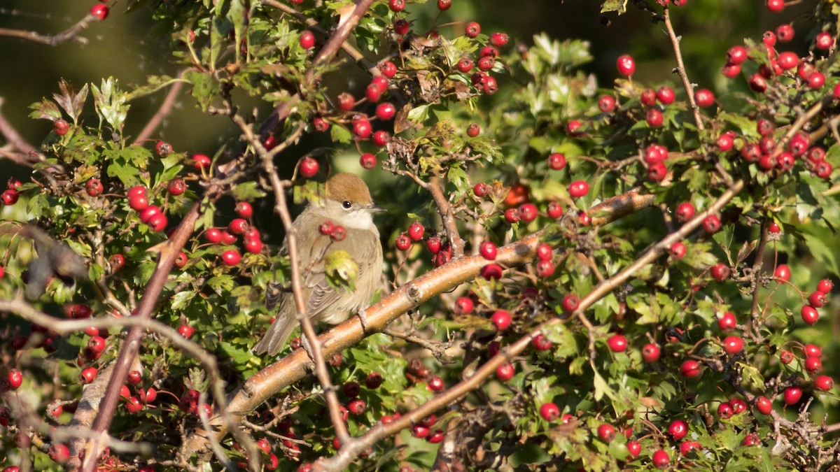 Eurasian Blackcap - Erik Nielsen