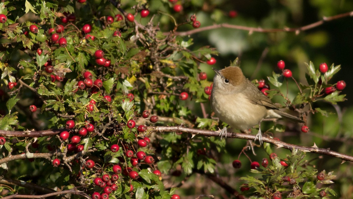 Eurasian Blackcap - ML79033661