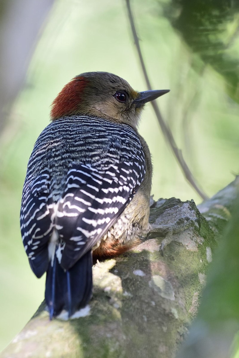 Pic du Yucatan - ML79034461