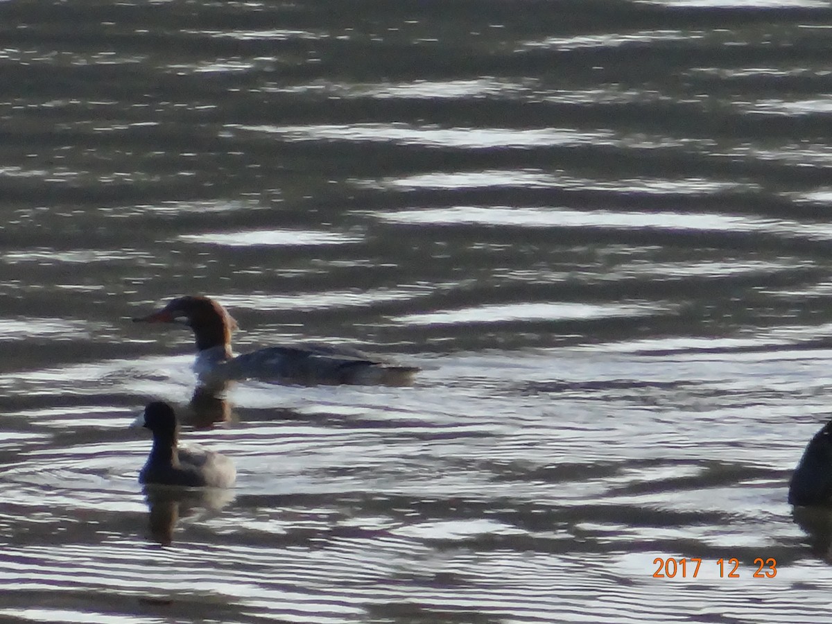 Common Merganser - ML79034571