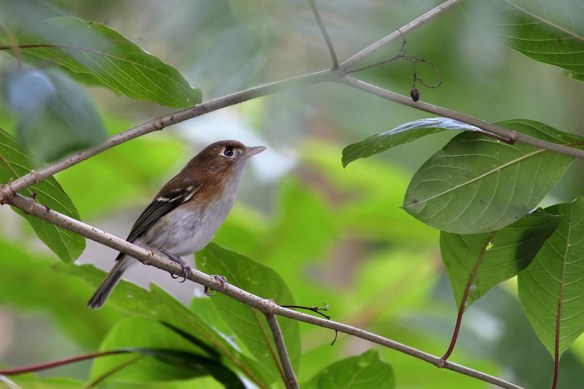 Cozumel Vireo - ML79034781