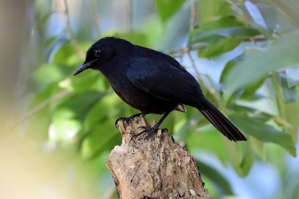 Black Catbird - ML79034841