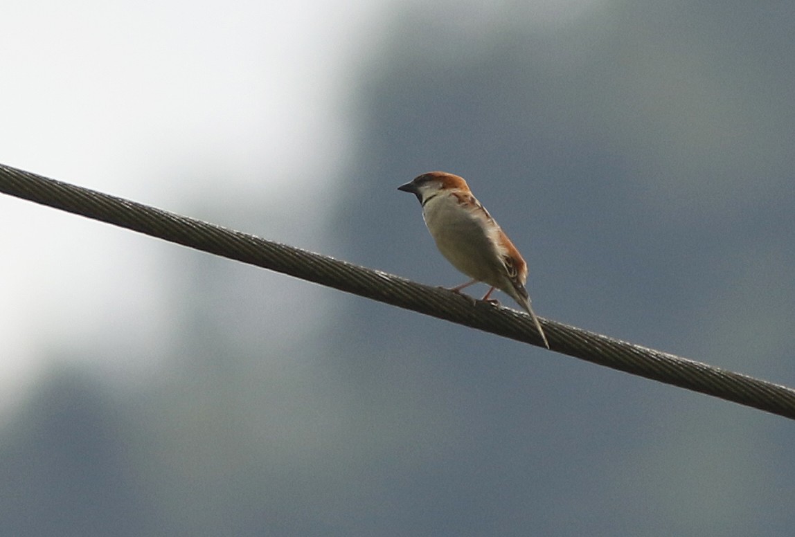Russet Sparrow - ML79036021