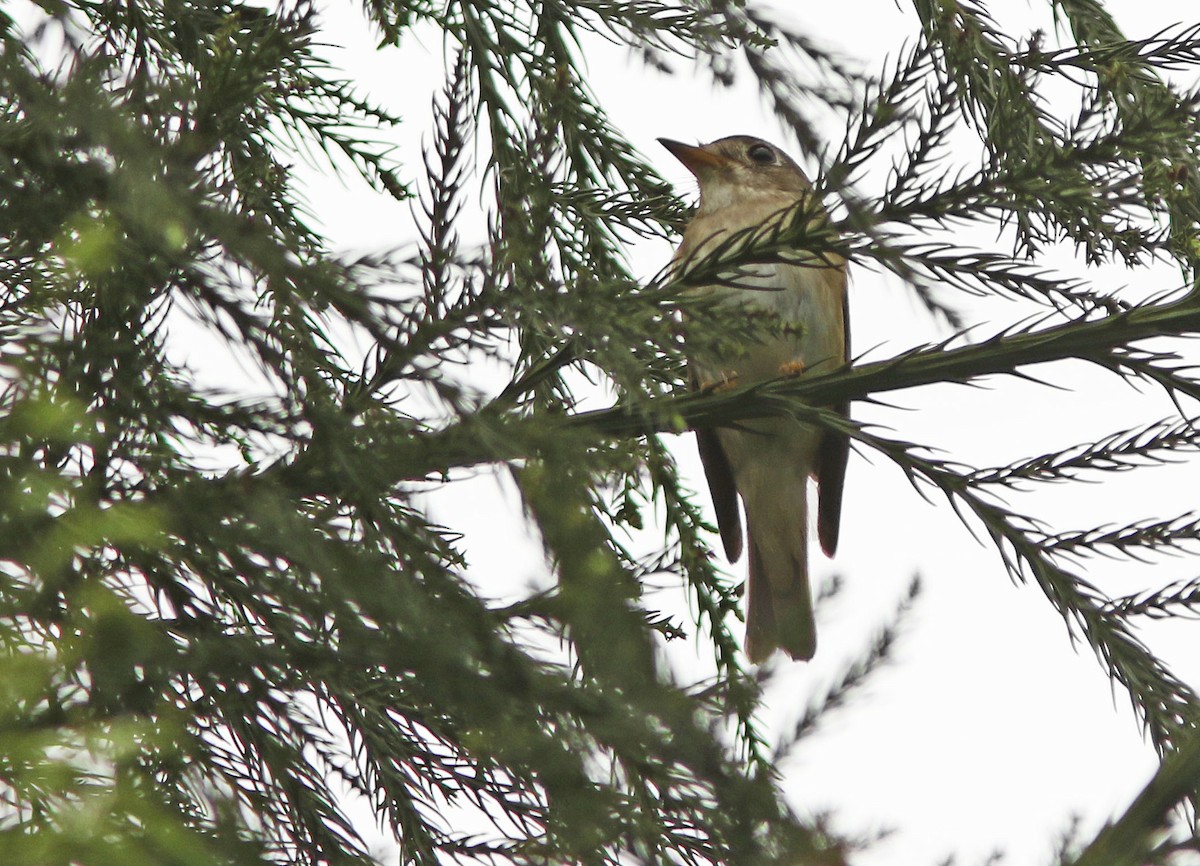 Brown-breasted Flycatcher - ML79036181