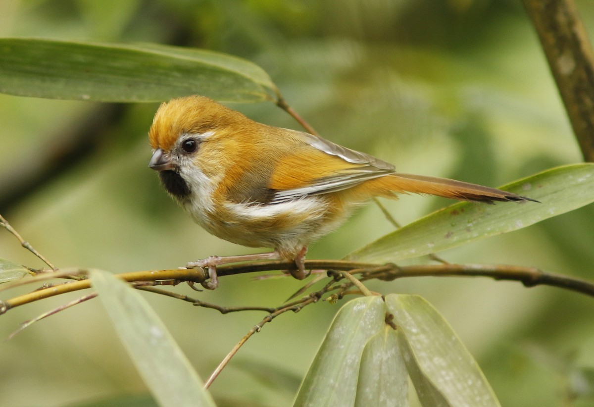 Golden Parrotbill - David Beadle