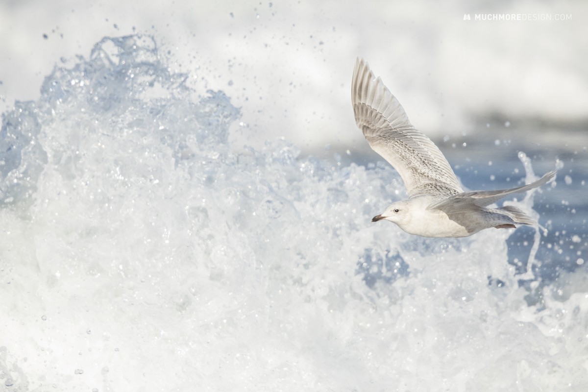 Iceland Gull - James Muchmore