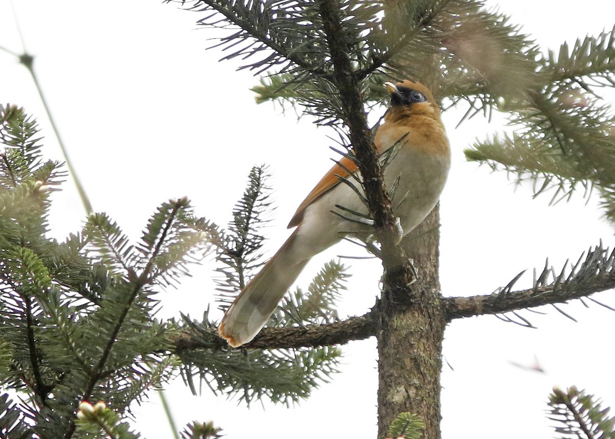 Buffy Laughingthrush - David Beadle