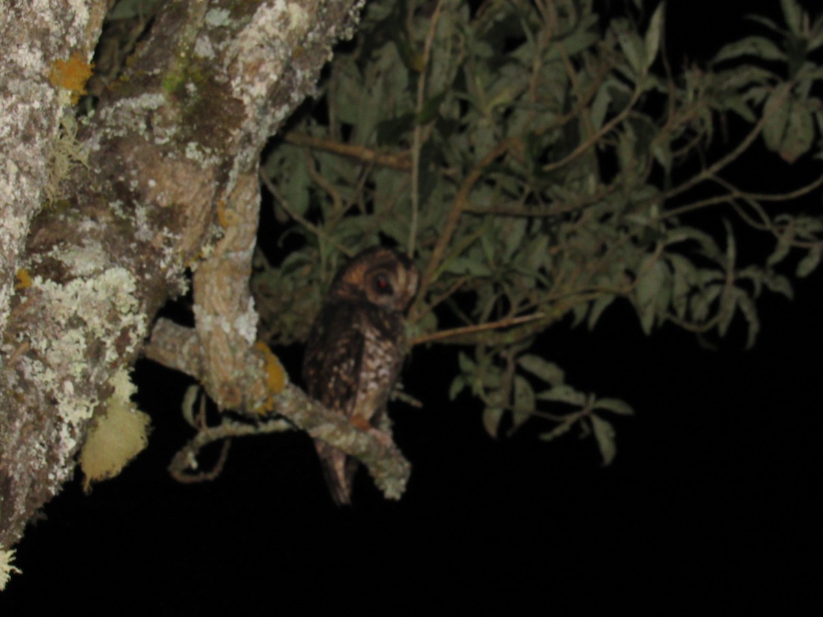 Rufous-banded Owl - Julio Calderón Birding Tour Guide 🦉