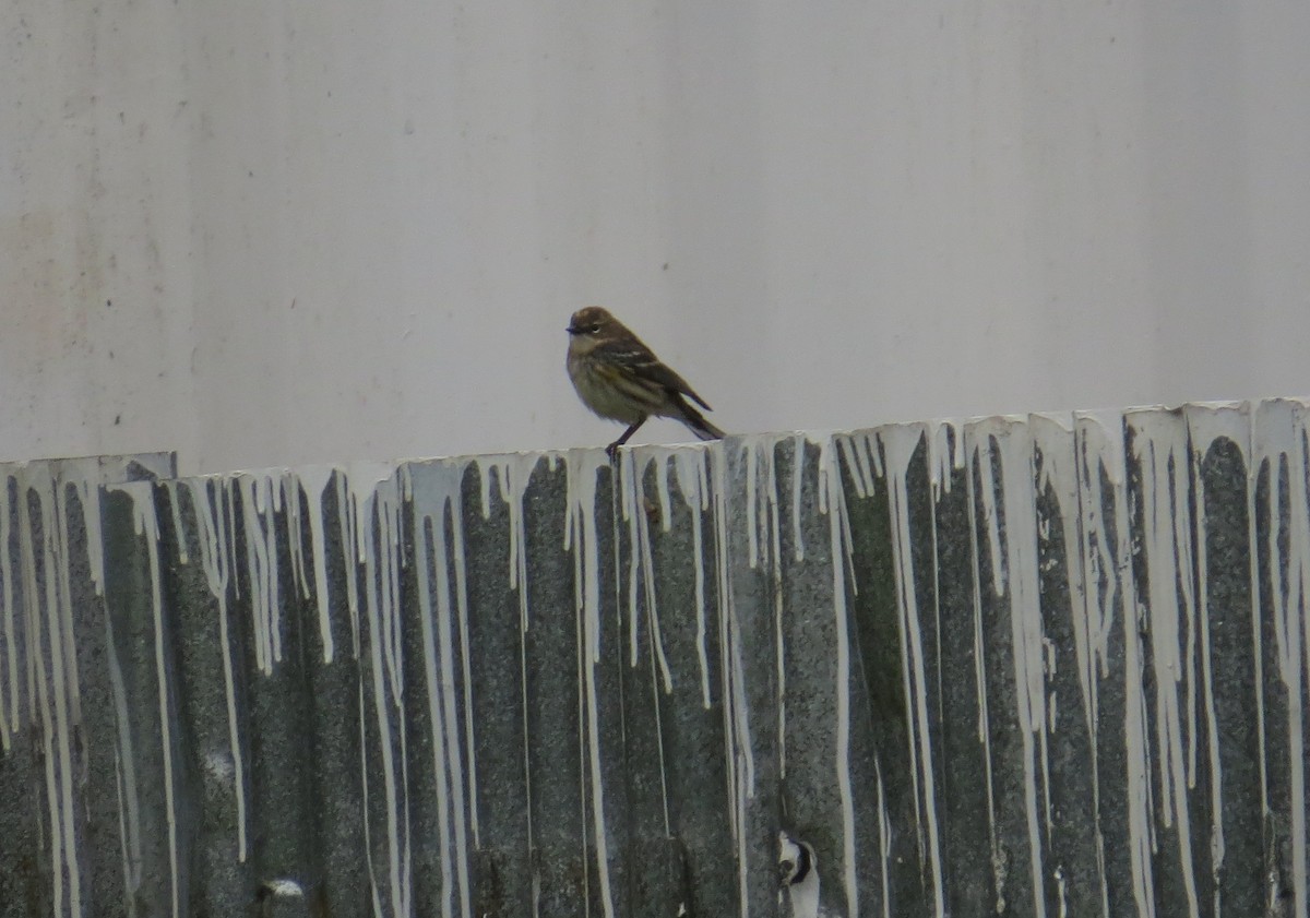 myrteparula - ML79038561