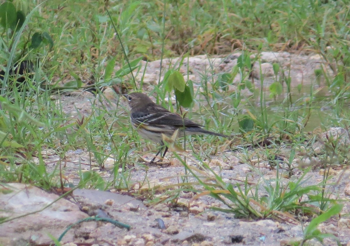 myrteparula - ML79038571