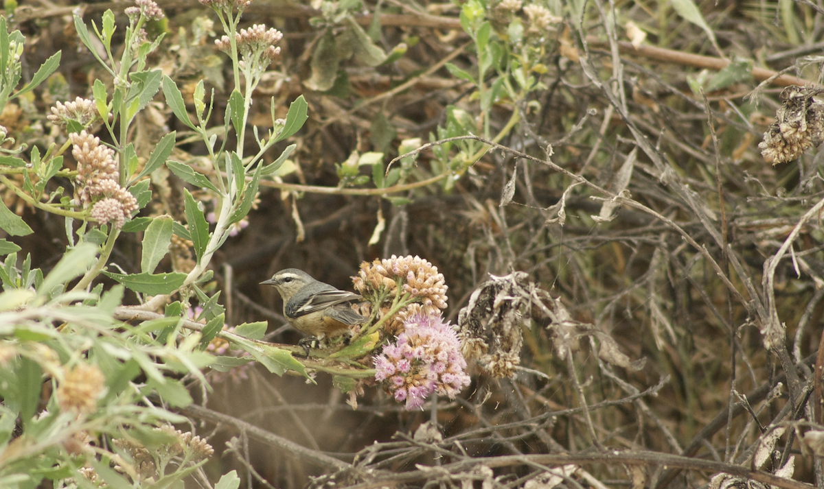 Cinereous Conebill - ML79038661