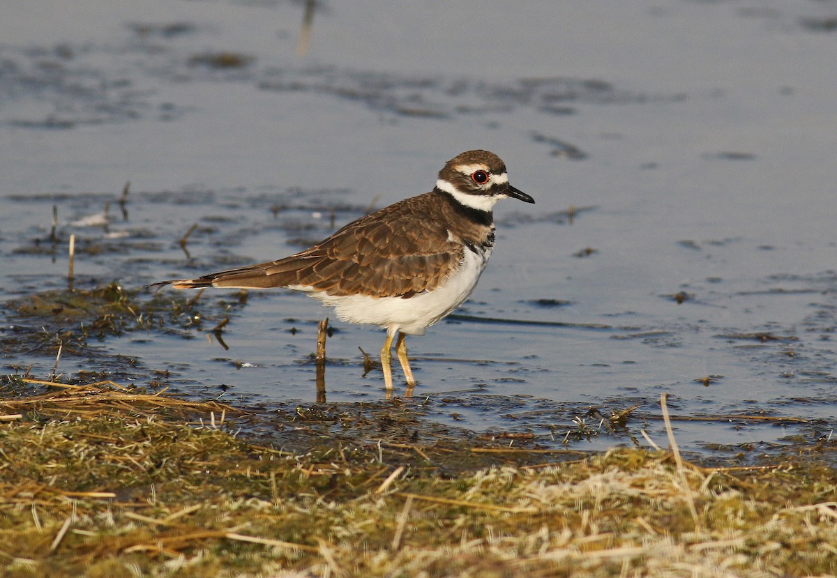 Killdeer - ML79040731