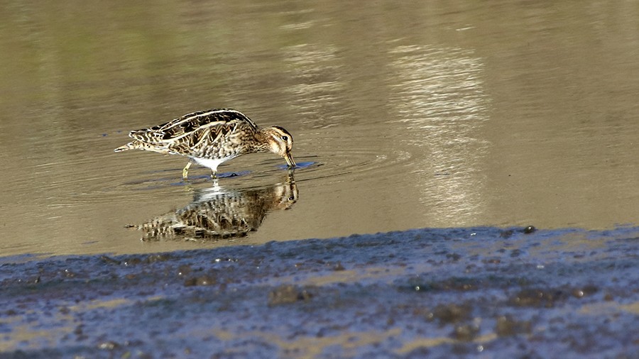 Common Snipe - ML79040841