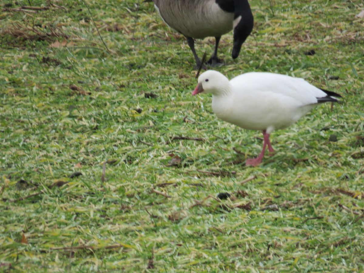 Ross's Goose - ML79041271