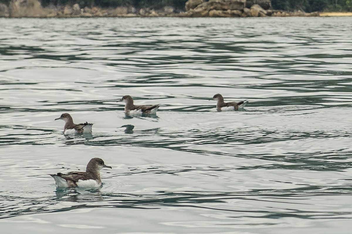 Fluttering Shearwater - ML79041681