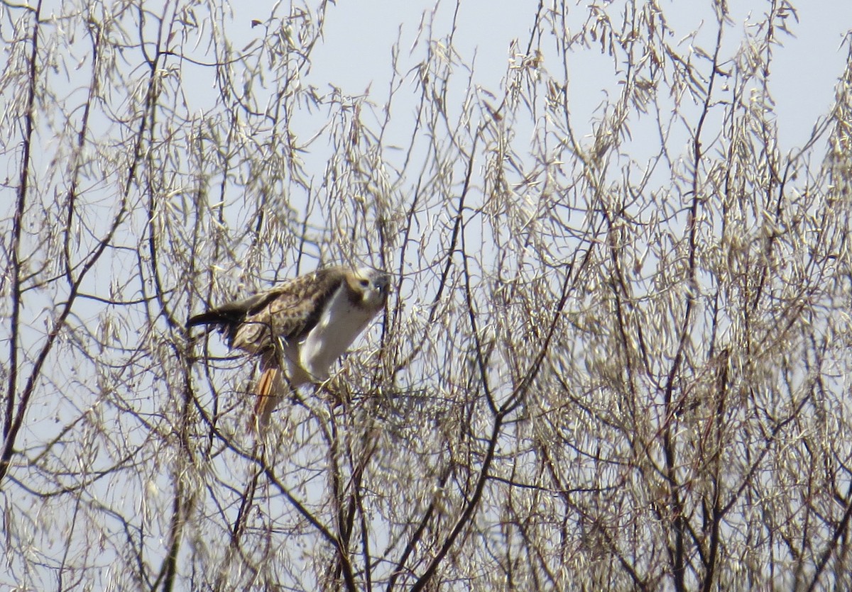 Red-tailed Hawk - ML79042001