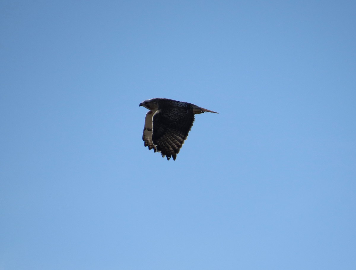 Rotschwanzbussard - ML79042011