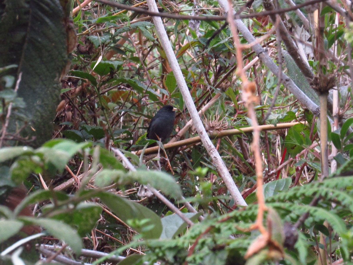 Paramo Seedeater - Julio Calderón Birding Tour Guide 🦉