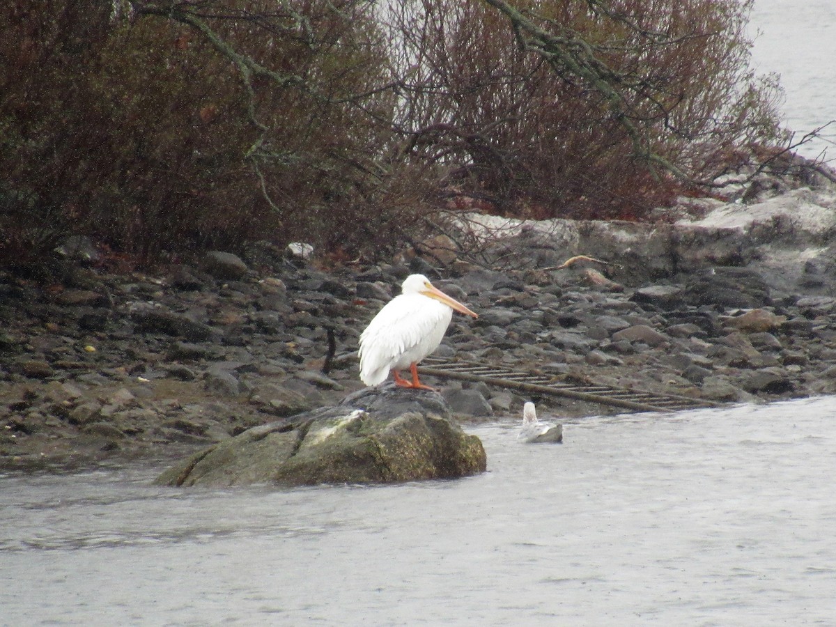 American White Pelican - ML79044861