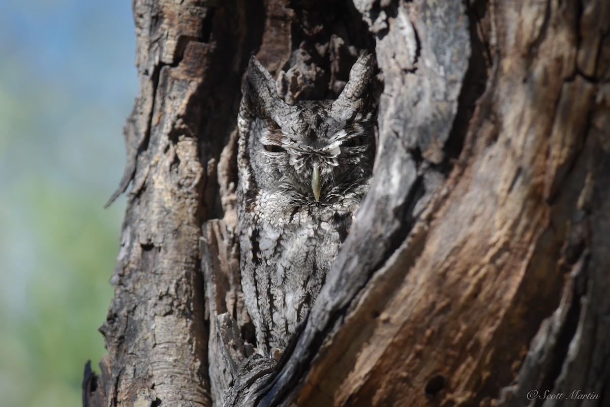 Eastern Screech-Owl - ML79045951