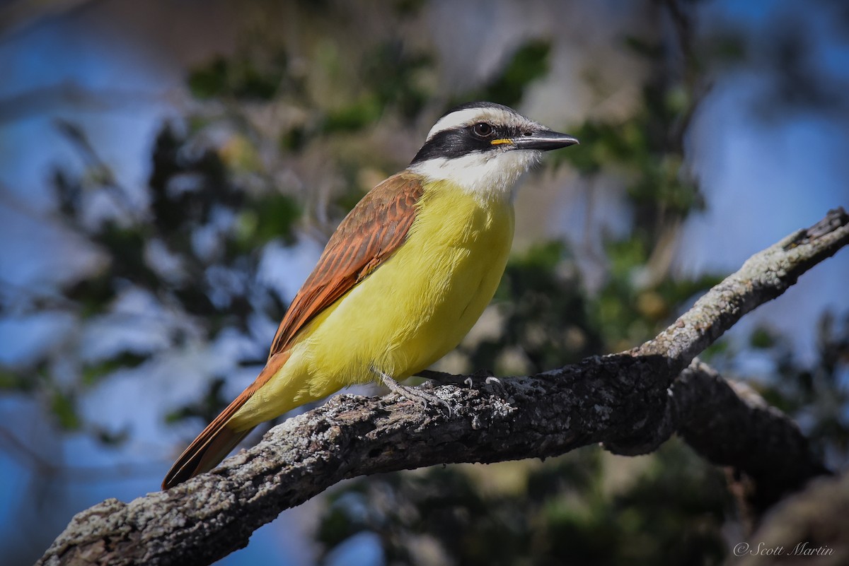 Great Kiskadee - ML79046071