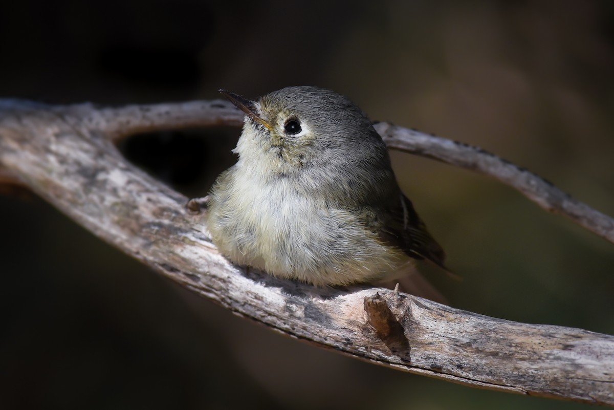 Ruby-crowned Kinglet - Scott Martin