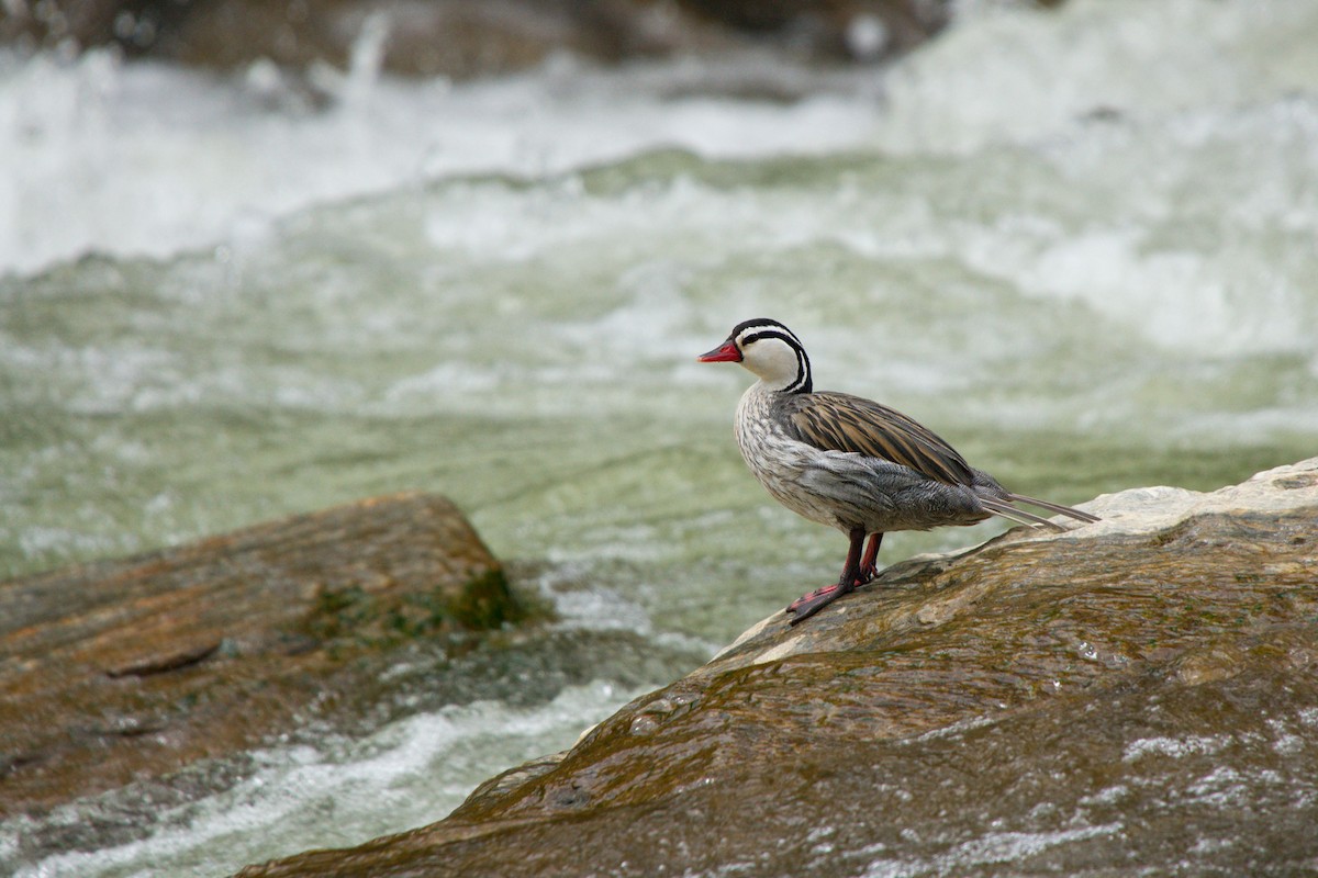 Torrent Duck - ML79046441