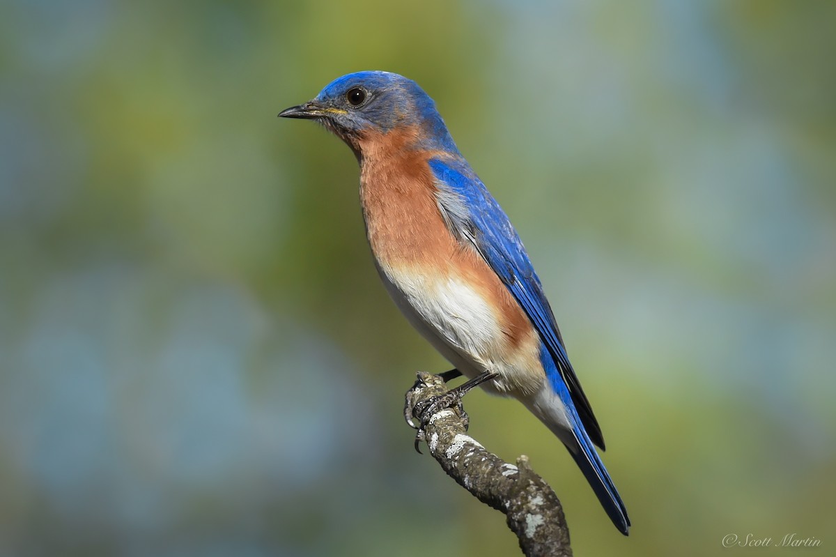 Eastern Bluebird - ML79046691