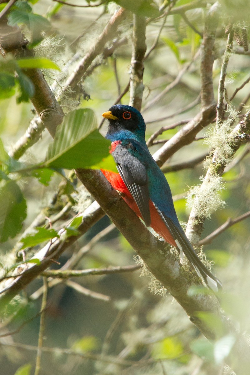 Masked Trogon - ML79047131