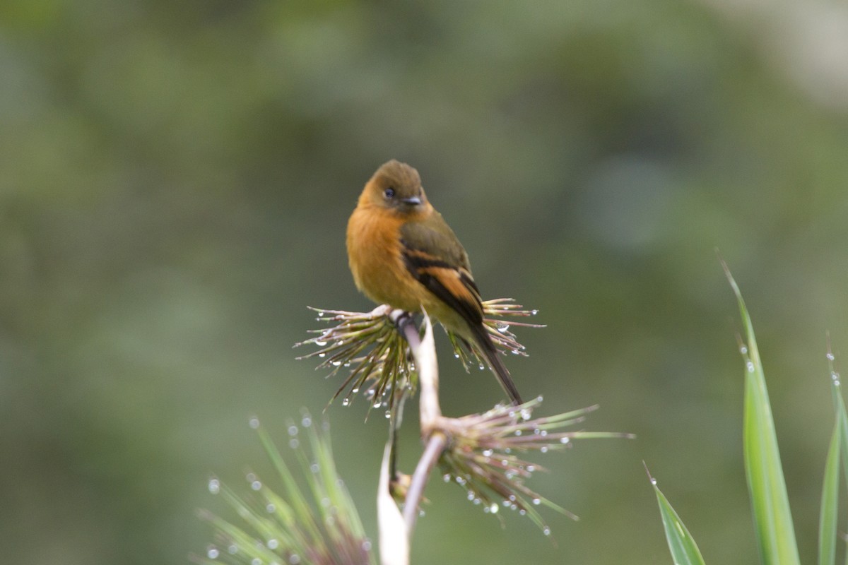 Cinnamon Flycatcher - ML79047201