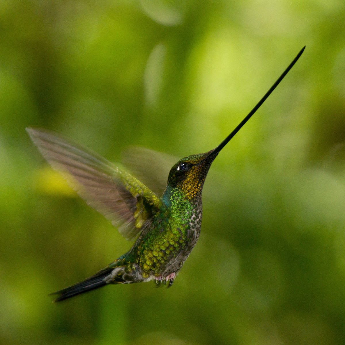 sverdkolibri - ML79047471