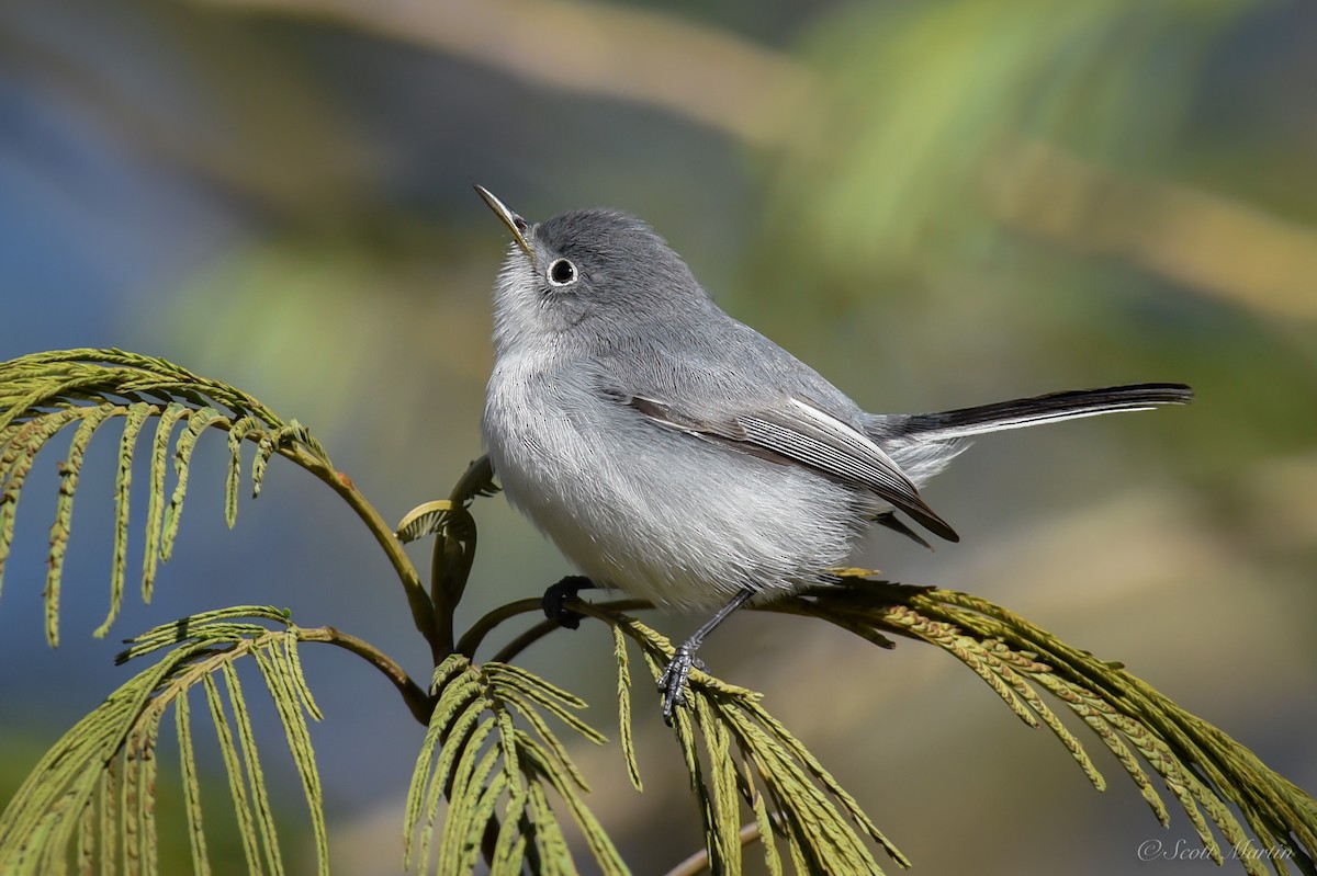 Blue-gray Gnatcatcher - ML79047681