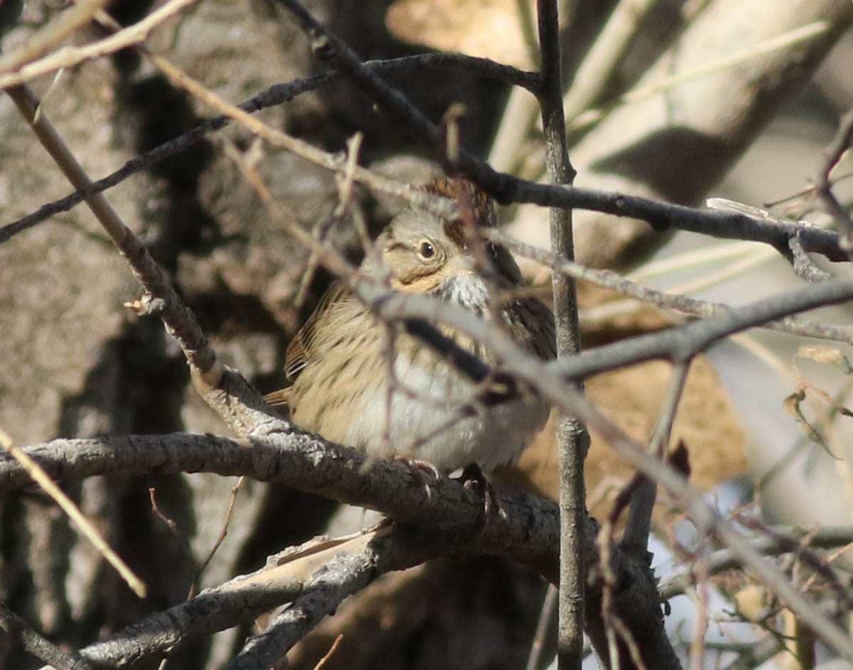 Lincoln's Sparrow - ML79047851